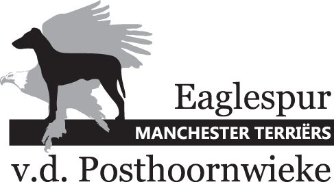 Eaglespur & v.d. Posthoornwieke Manchester Terriers