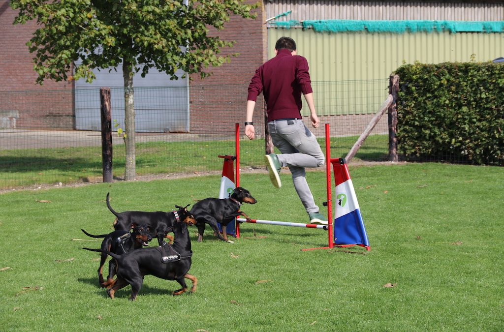 + Jonge Hondendag