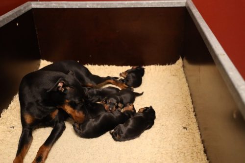 Loki x Nox 2026_1 week001