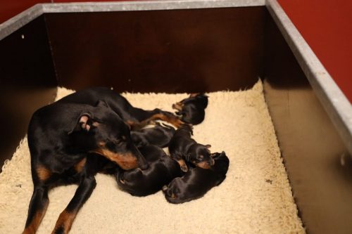 Loki x Nox 2026_1 week002