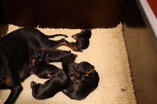 Loki x Nox 2026_1 week003