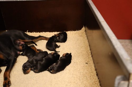 Loki x Nox 2026_1 week004