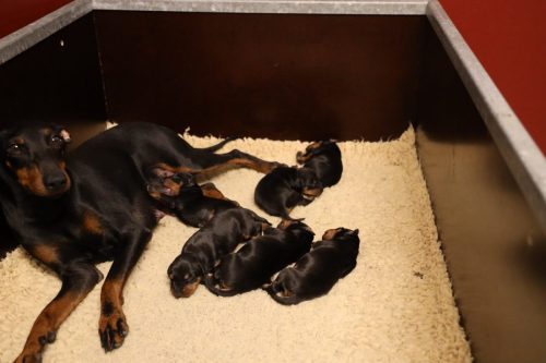 Loki x Nox 2026_1 week005