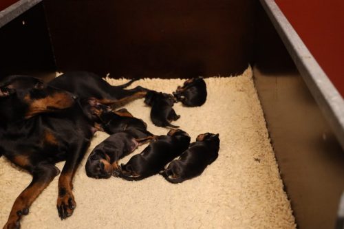 Loki x Nox 2026_1 week006