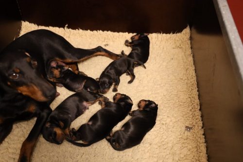 Loki x Nox 2026_1 week007