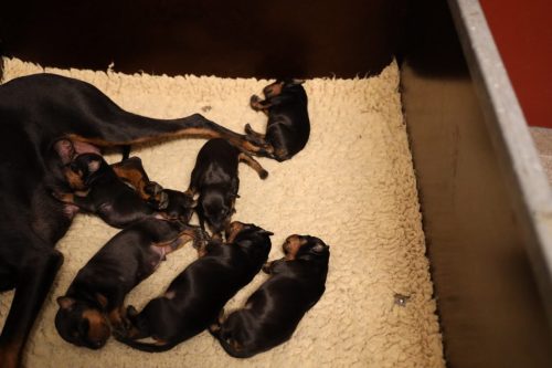 Loki x Nox 2026_1 week008