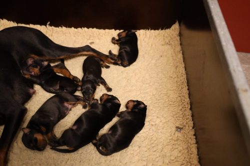 Loki x Nox 2026_1 week009