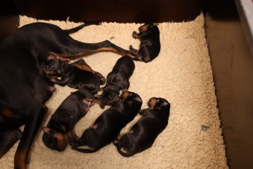 Loki x Nox 2026_1 week