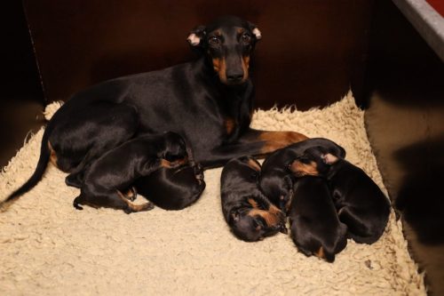 Loki x Nox 2026_2 weken001