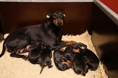 Loki x Nox 2026_2 weken002