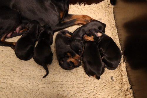 Loki x Nox 2026_2 weken003