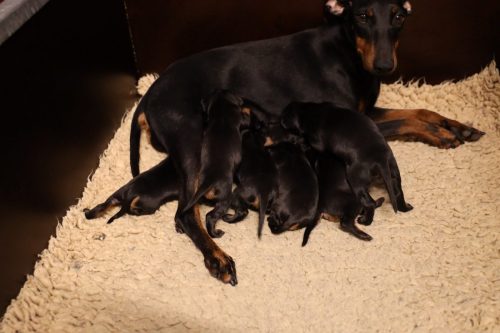 Loki x Nox 2026_2 weken005