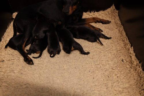 Loki x Nox 2026_2 weken006