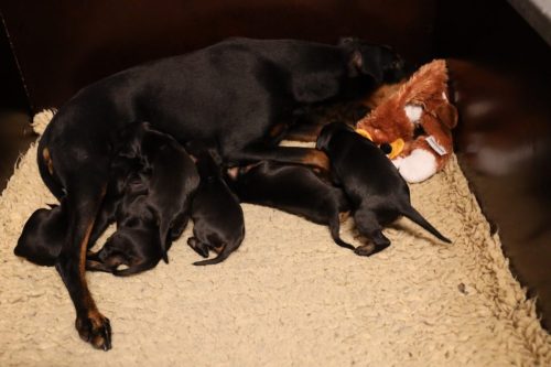 Loki x Nox 2026_2 weken007