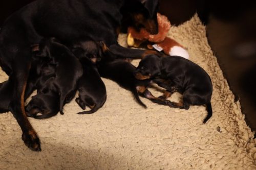 Loki x Nox 2026_2 weken008