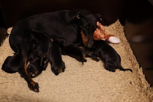 Loki x Nox 2026_2 weken009