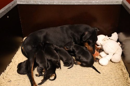 Loki x Nox 2026_2 weken010