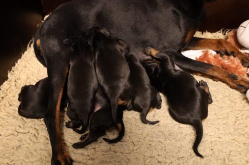 Loki x Nox 2026_2 weken011