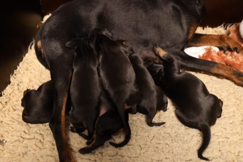 Loki x Nox 2026_2 weken012