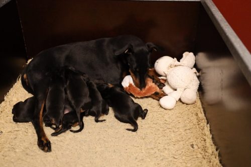 Loki x Nox 2026_2 weken014