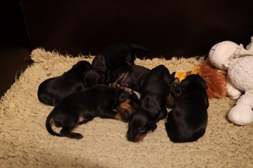 Loki x Nox 2026_2 weken015