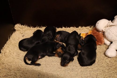 Loki x Nox 2026_2 weken016