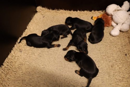 Loki x Nox 2026_2 weken017