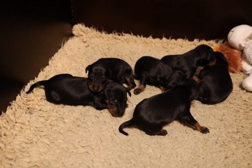 Loki x Nox 2026_2 weken018