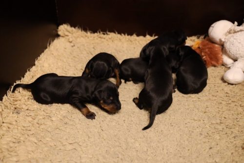 Loki x Nox 2026_2 weken019