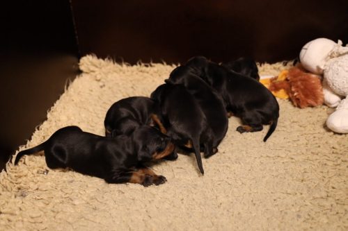 Loki x Nox 2026_2 weken020