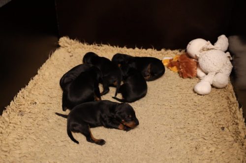 Loki x Nox 2026_2 weken021