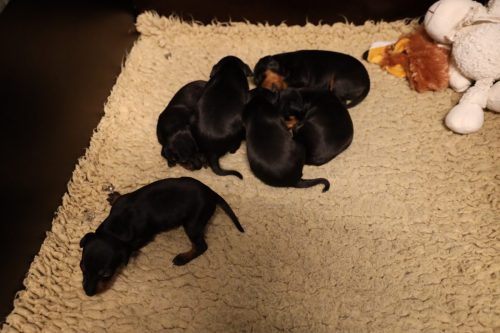 Loki x Nox 2026_2 weken022