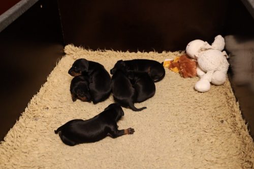 Loki x Nox 2026_2 weken023