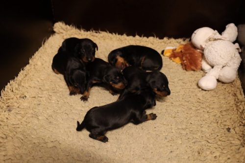 Loki x Nox 2026_2 weken024