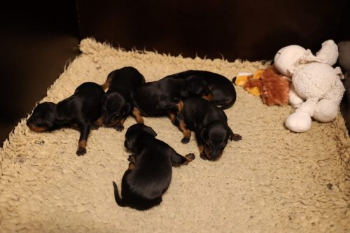 Loki x Nox 2026_2 weken025