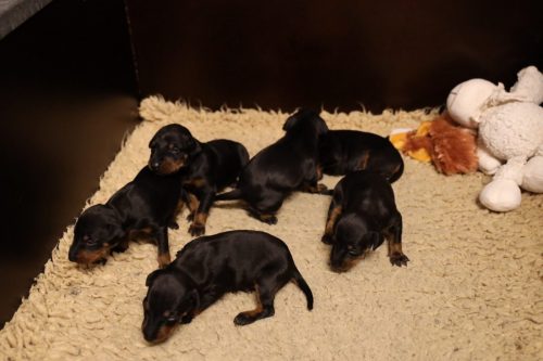 Loki x Nox 2026_2 weken026