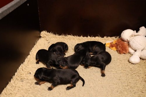 Loki x Nox 2026_2 weken027