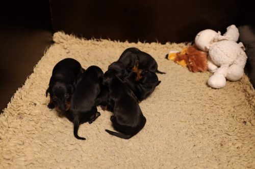 Loki x Nox 2026_2 weken029