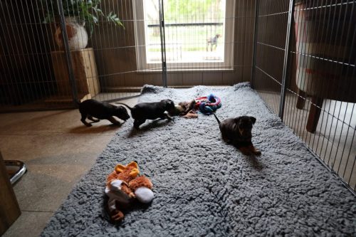 Loki x Nox 2026_5 weken007