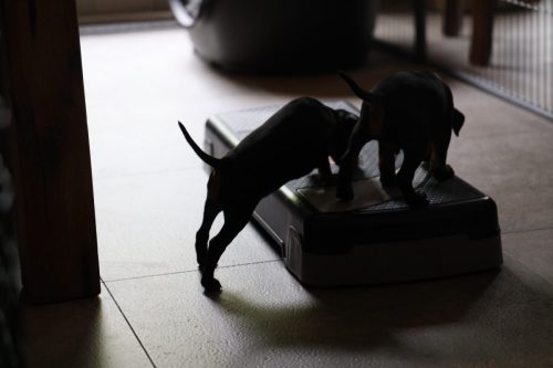 Loki x Nox 2026_5 weken038