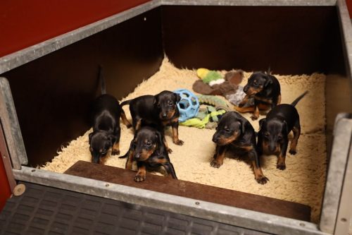 Loki x Nox_2026_3 weken001