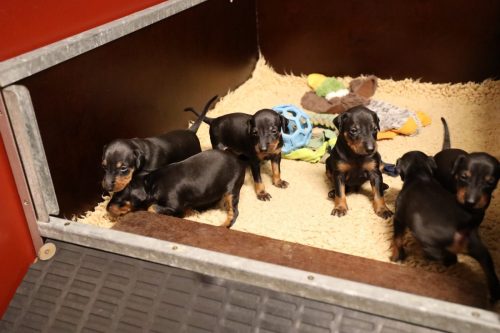 Loki x Nox_2026_3 weken002