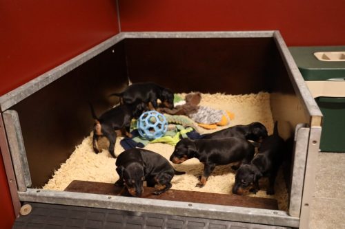 Loki x Nox_2026_3 weken003