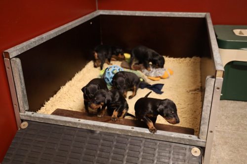 Loki x Nox_2026_3 weken004