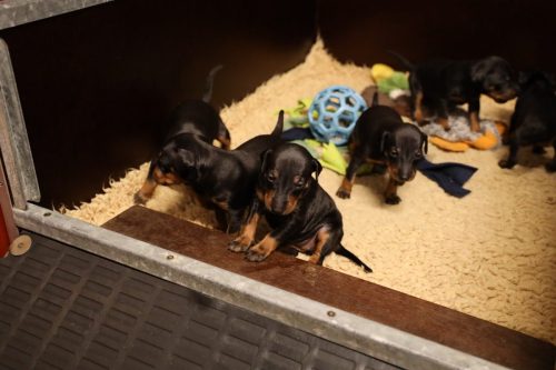 Loki x Nox_2026_3 weken005