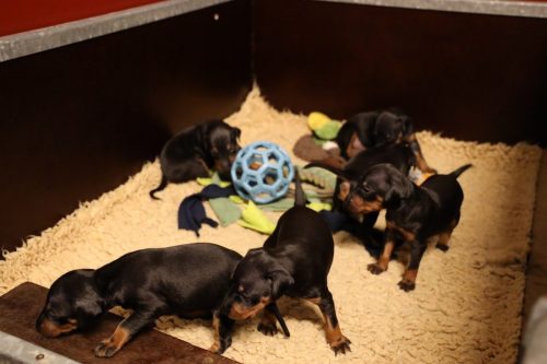 Loki x Nox_2026_3 weken006