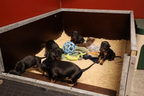 Loki x Nox_2026_3 weken008