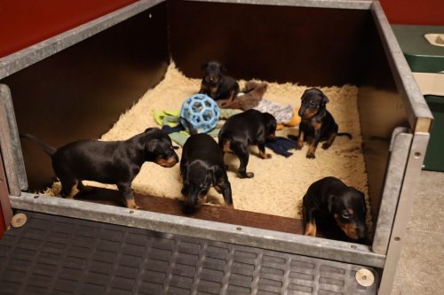 Loki x Nox_2026_3 weken009