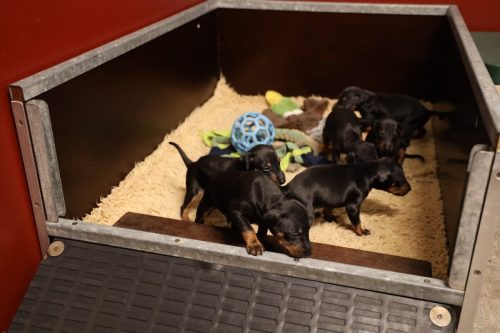 Loki x Nox_2026_3 weken010