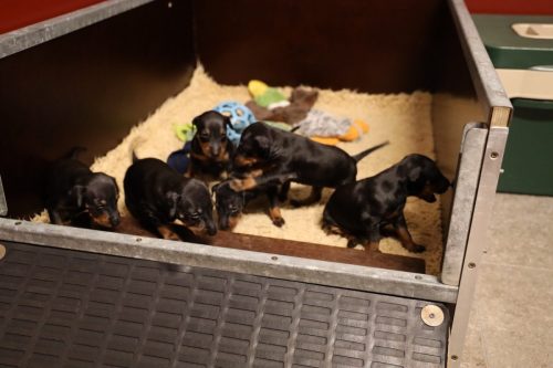 Loki x Nox_2026_3 weken011